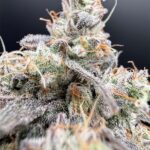 Common Wealth Seed Co Piesol cannabis plant image 5