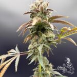 Common Wealth Seed Co Piesol cannabis plant image 6