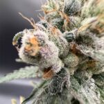 Common Wealth Seed Co Piesol cannabis plant image 7