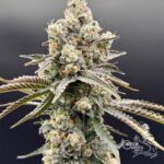 Common Wealth Seed Co Piesol cannabis plant image 8