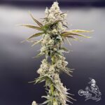 Common Wealth Seed Co Piesol cannabis plant image 9
