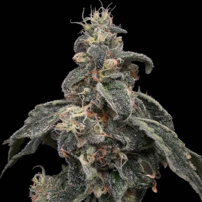 Common Wealth Seed Co Safari Boat cannabis plant image 1