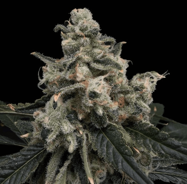 Common Wealth Seed Co Strawberry Honeycombz cannabis plant image 1