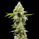 Common Wealth Seed Co Sundew cannabis plant image 1