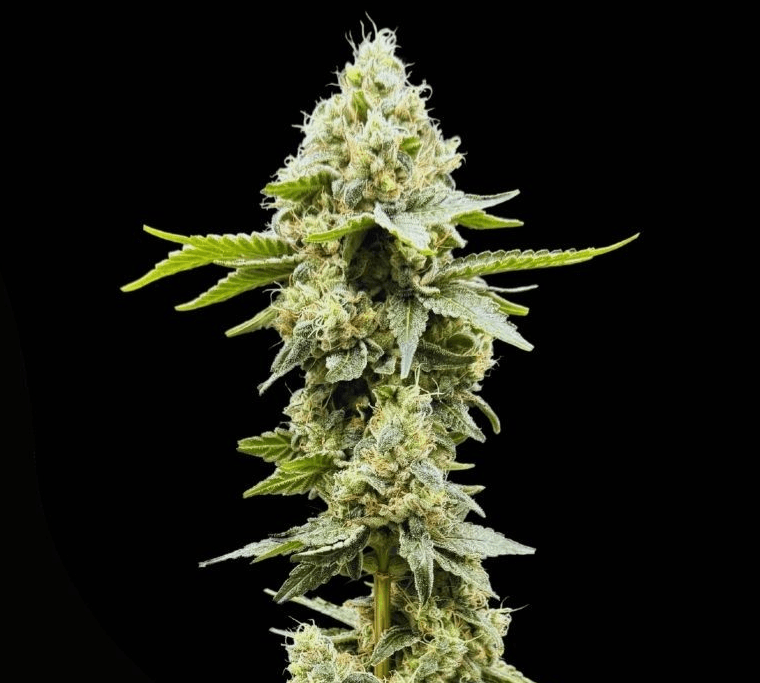 Common Wealth Seed Co Sundew cannabis plant image 1