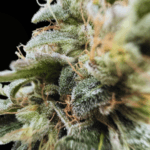 Common Wealth Seed Co Sundew cannabis plant image 2