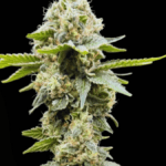Common Wealth Seed Co Sundew cannabis plant image 3