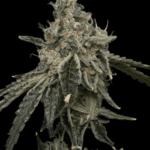 Common Wealth Seed Co Super Berry cannabis plant image 1