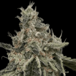 Common Wealth Seed Co Super Berry cannabis plant image 2