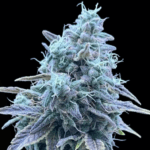 Common Wealth Seed Co Sweet Pink Grapefruit x Grape Sunshine cannabis plant image 1