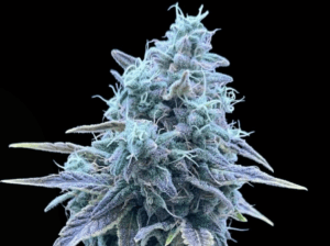 Sweet Pink Grapefruit x Grape Sunshine