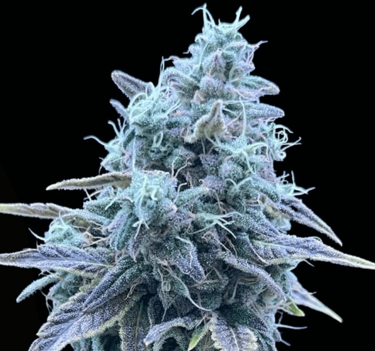 Common Wealth Seed Co Sweet Pink Grapefruit x Grape Sunshine cannabis plant image 1