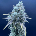 Common Wealth Seed Co Sweet Pink Grapefruit x Grape Sunshine cannabis plant image 2
