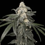 Common Wealth Seed Co Thornberry Pie cannabis plant image 1