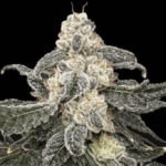 Common Wealth Seed Co Thornberry Pie cannabis plant image 2
