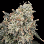 Common Wealth Seed Co Thornberry Thicket cannabis plant image 1