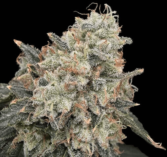 Common Wealth Seed Co Thornberry Thicket cannabis plant image 1