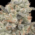 Common Wealth Seed Co Thornberry Thicket cannabis plant image 2