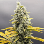 Common Wealth Seed Co U.V. Sour cannabis plant image 1