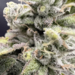 Common Wealth Seed Co U.V. Sour cannabis plant image 2