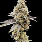 Common Wealth Seed Co Wedlock cannabis plant image 1