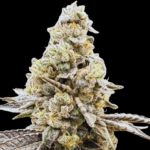 Common Wealth Seed Co Wedlock cannabis plant image 2