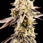 Common Wealth Seed Co Xenon cannabis plant image 1