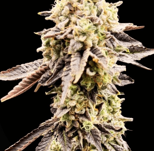 Common Wealth Seed Co Xenon cannabis plant image 1