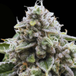 Common Wealth Seed Co Xenon cannabis plant image 2
