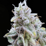 Common Wealth Seed Co Xenon cannabis plant image 3