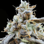 Common Wealth Seed Co Xenon cannabis plant image 4