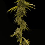 Common Wealth Seed Co Xenon cannabis plant image 5