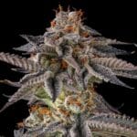 Compound Genetics Jahrassic cannabis plant image 1