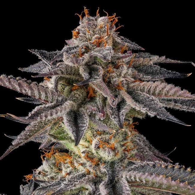 Compound Genetics Jahrassic cannabis plant image 1