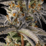 Compound Genetics Jahrassic cannabis plant image 2