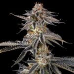 Compound Genetics Jahrassic cannabis plant image 3