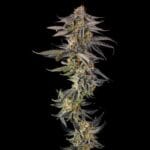 Compound Genetics Jahrassic cannabis plant image 4