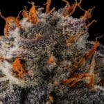 Compound Genetics Jahrassic cannabis plant image 5