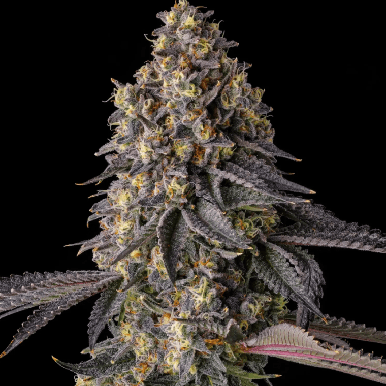 Compound Genetics Kumamotoz cannabis plant image 1