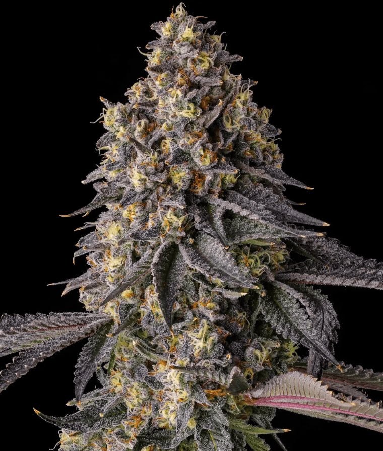 Compound Genetics Kumamotoz cannabis plant image 1