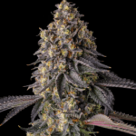 Compound Genetics Kumamotoz cannabis plant image 2
