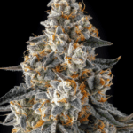 Compound Genetics La Llorona cannabis plant image 1