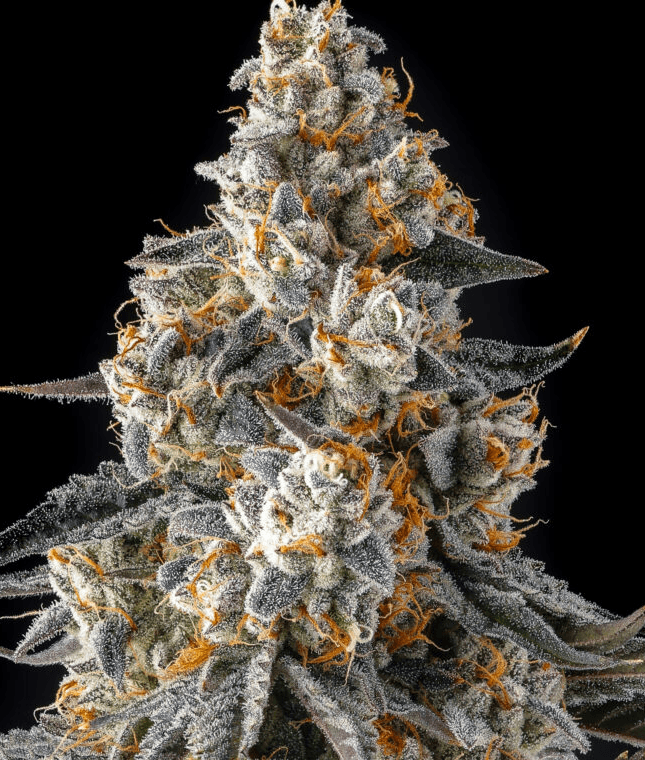 Compound Genetics La Llorona cannabis plant image 1