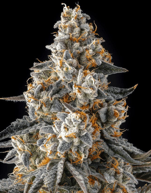 Compound Genetics La Llorona cannabis plant image 1