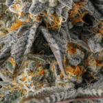 Compound Genetics La Llorona cannabis plant image 2