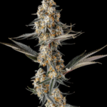 Compound Genetics La Llorona cannabis plant image 3