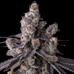 Compound Genetics Mora Azul cannabis plant image 1