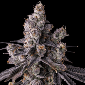 Compound Genetics Mora Azul cannabis plant image 1