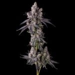 Compound Genetics Mora Azul cannabis plant image 2