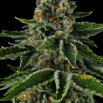 Compound Genetics Mr Jones cannabis plant image 1